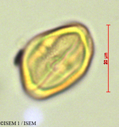 ISEM 1/Abatia_canescens_28095/Abatia_canescens_28095_0003(copy).jpg